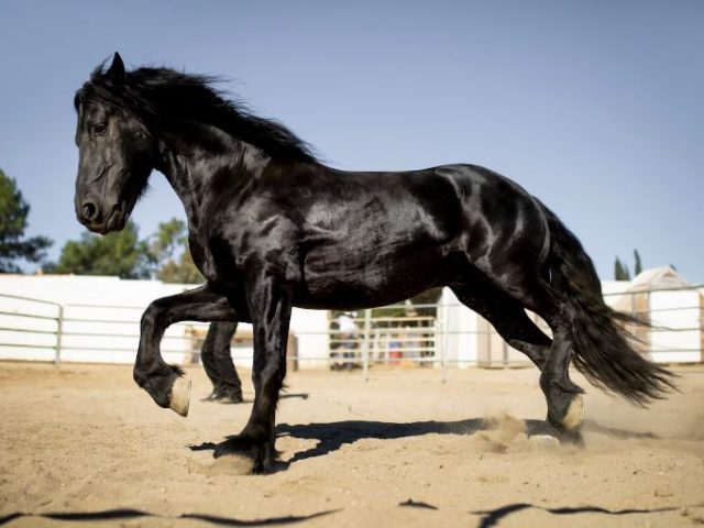 Cavalo Azulão