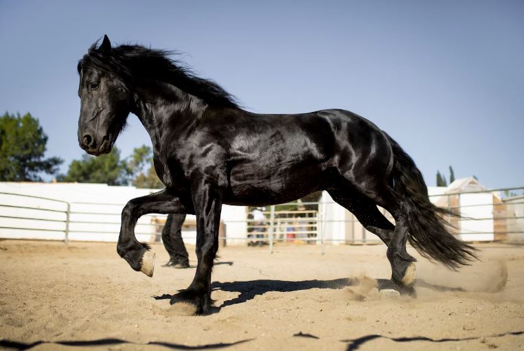 Cavalo Azulão